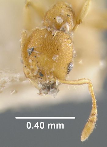 Media type: image;   Entomology 32141 Aspect: head frontal view